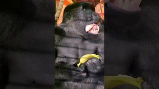 How Do You Eat A Banana? #Gorilla #Asmr #Mukbang #Eating
