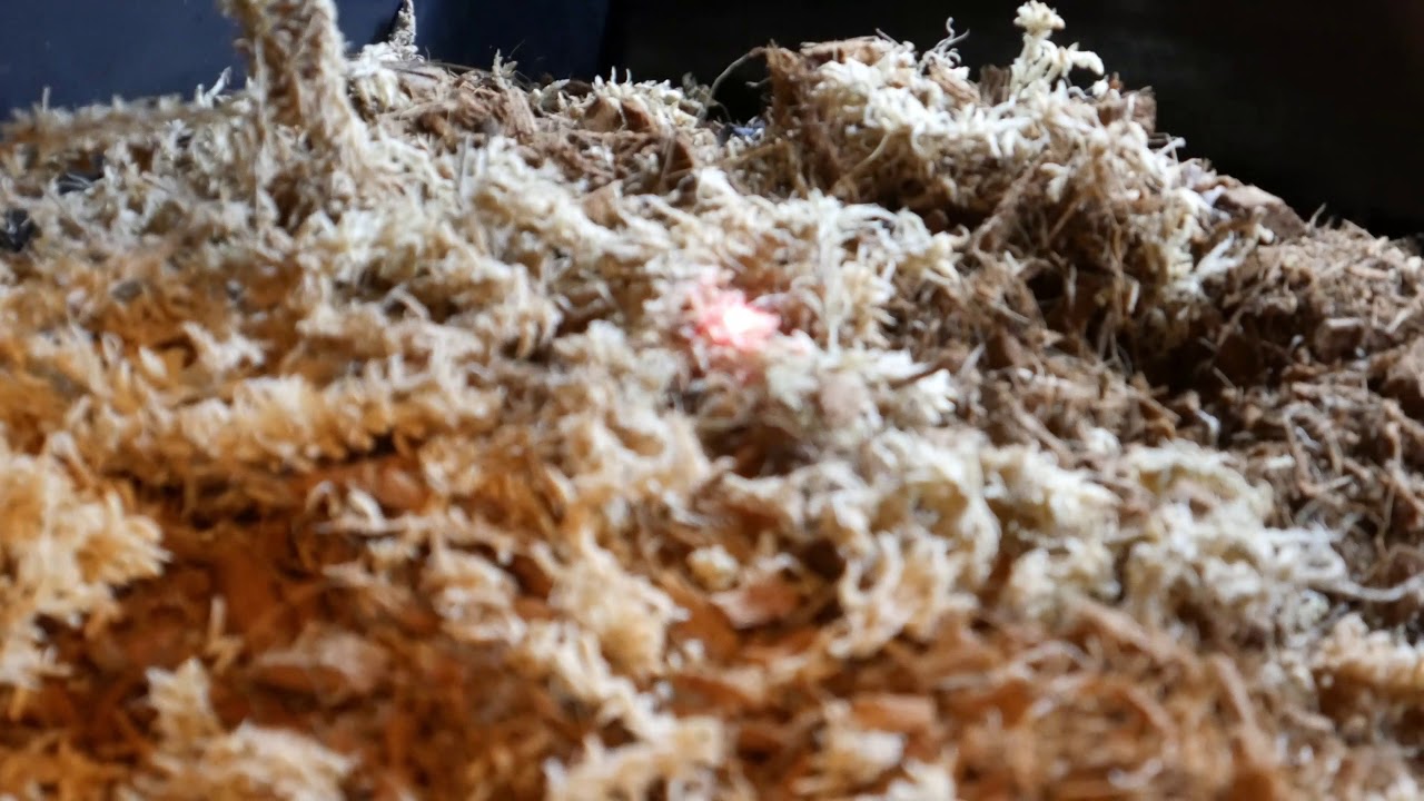 2nd Reptile Basic Viv. with radiant heat panels YouTube