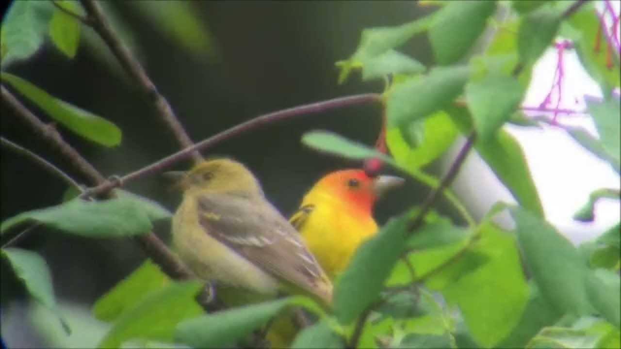 camera iphone 8 plus apk Western Tanagers