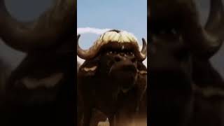 búfalo vs rinoceronte #savanalife #games #gameplay #gameplayroblox #animais#fypシ゚viral