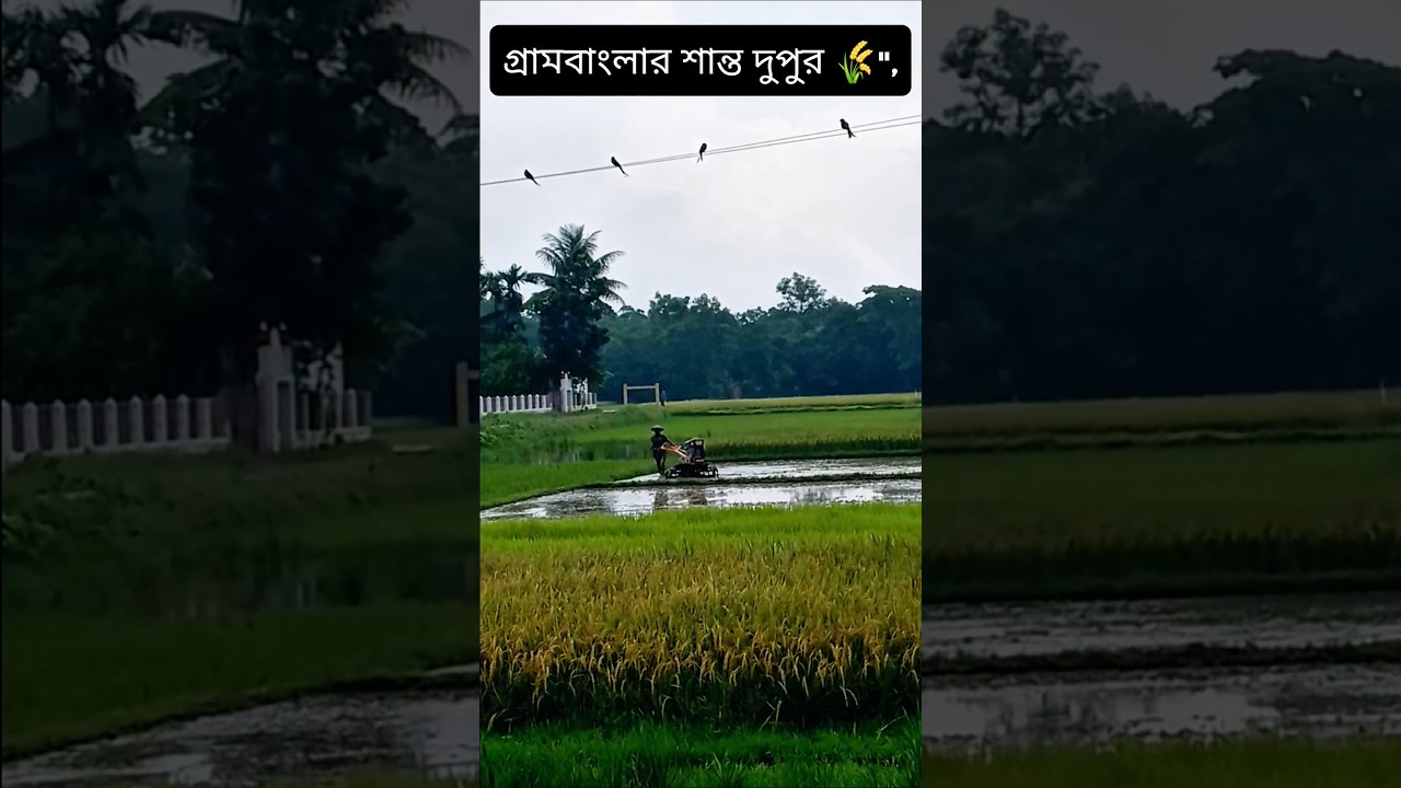সবুজে ঘেরা আমাদের শ্যামল বাংলা। 🌾🌾​#GramBangla  #PeacefulBangladesh #RuralLife #BeautifulBangladesh