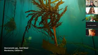 Send Kelp: Research techniques for northern California kelp restoration | Abbey Dias