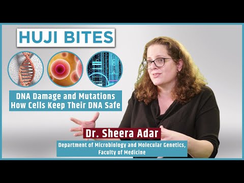 HUJI Bites - DNA Damage and Mutations: How Cells Keep Their DNA Safe