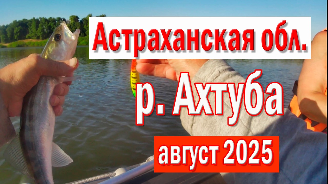 Астраханская обл   р  Ахтуба  Август 2025