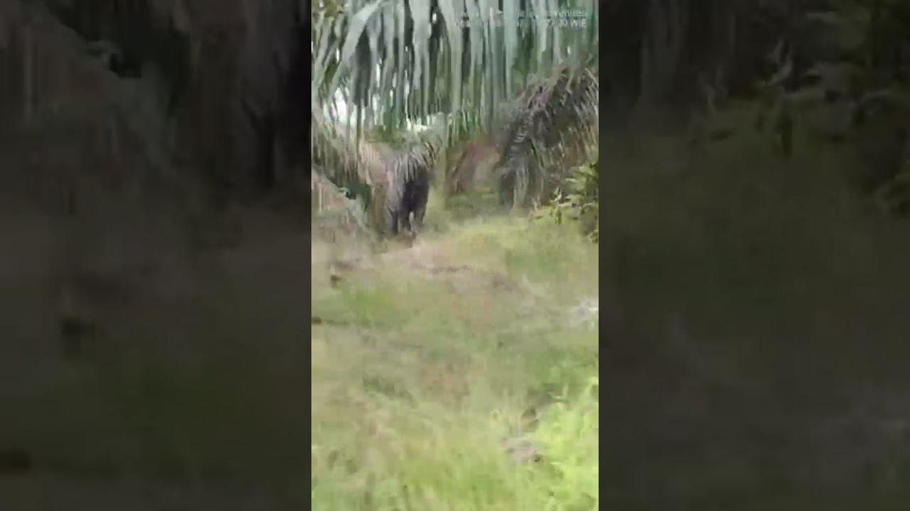 Pak Gajah masuk kebun 