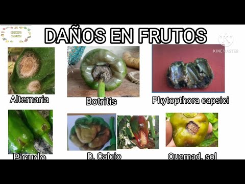 Video: Pimiento Alternaria