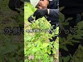 知らないと損？ブルーベリーの「完熟」を見逃さないための3つのコツ　#園芸 #家庭菜園 #ガーデニング