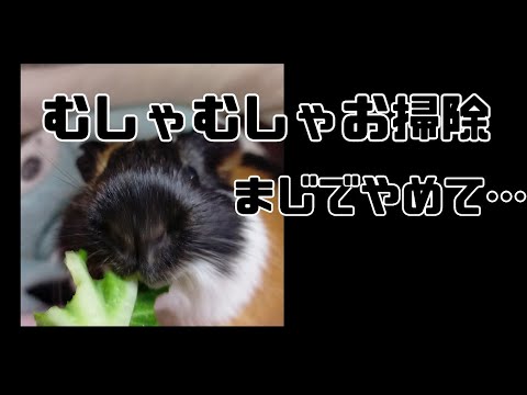 【モルモット】誤飲、誤食、やらかした…