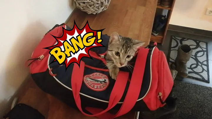 Watch the video about Funny cat Sheldon and his first film on youtube