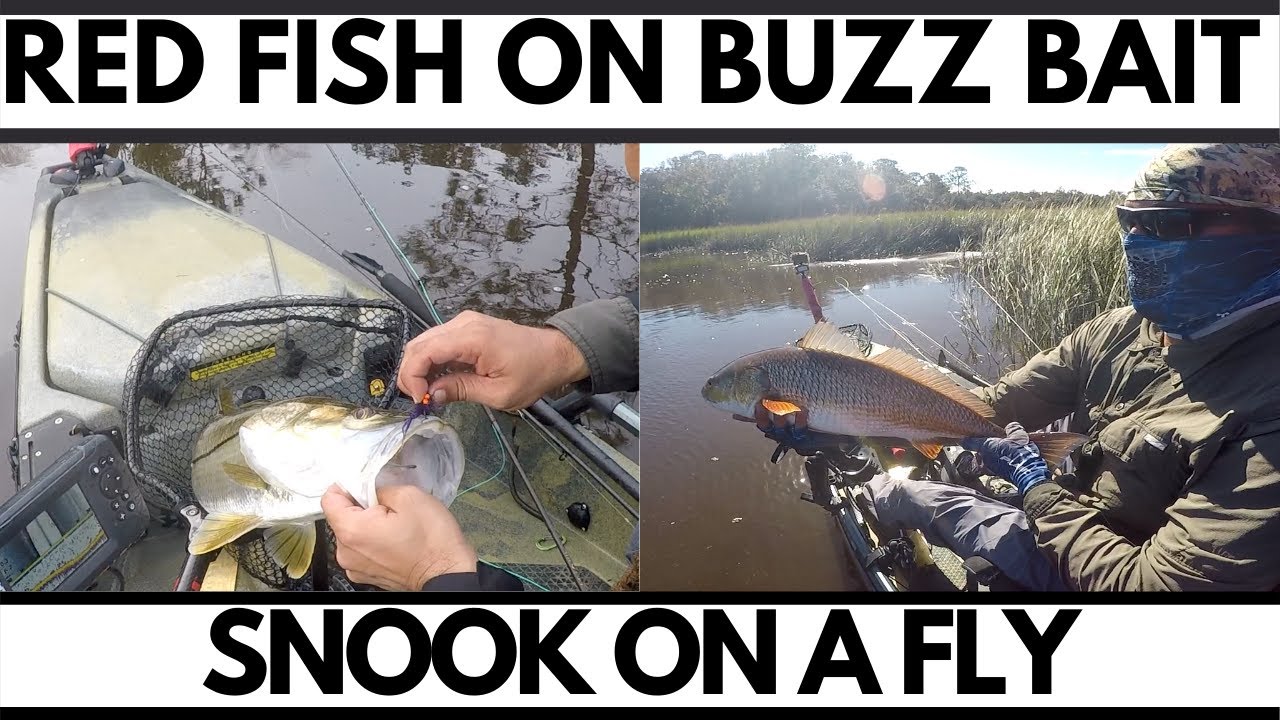 PB Red Fish On Buzz Bait & Snook On Fly Rod (Jacksonville St