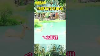 牠靜悄悄地來過【飢餓遊戲】#shorts #hungergames #飢餓遊戲 #王仁甫 #許孟哲 #孫協志 #蔡黃汝 #吳函峮 #水豚 #峮峮 #動物