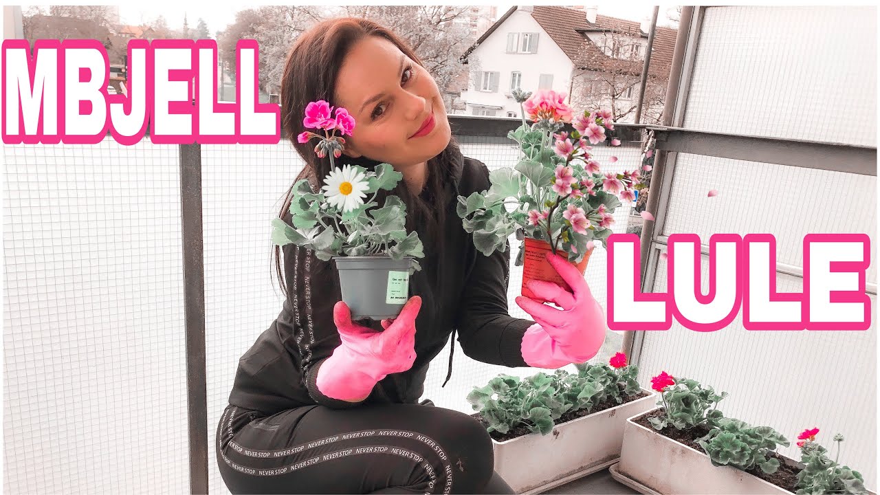 VLOG | MBJELL LULE | CMIMET NE ZVICER | 200 € LIMON ? 😱