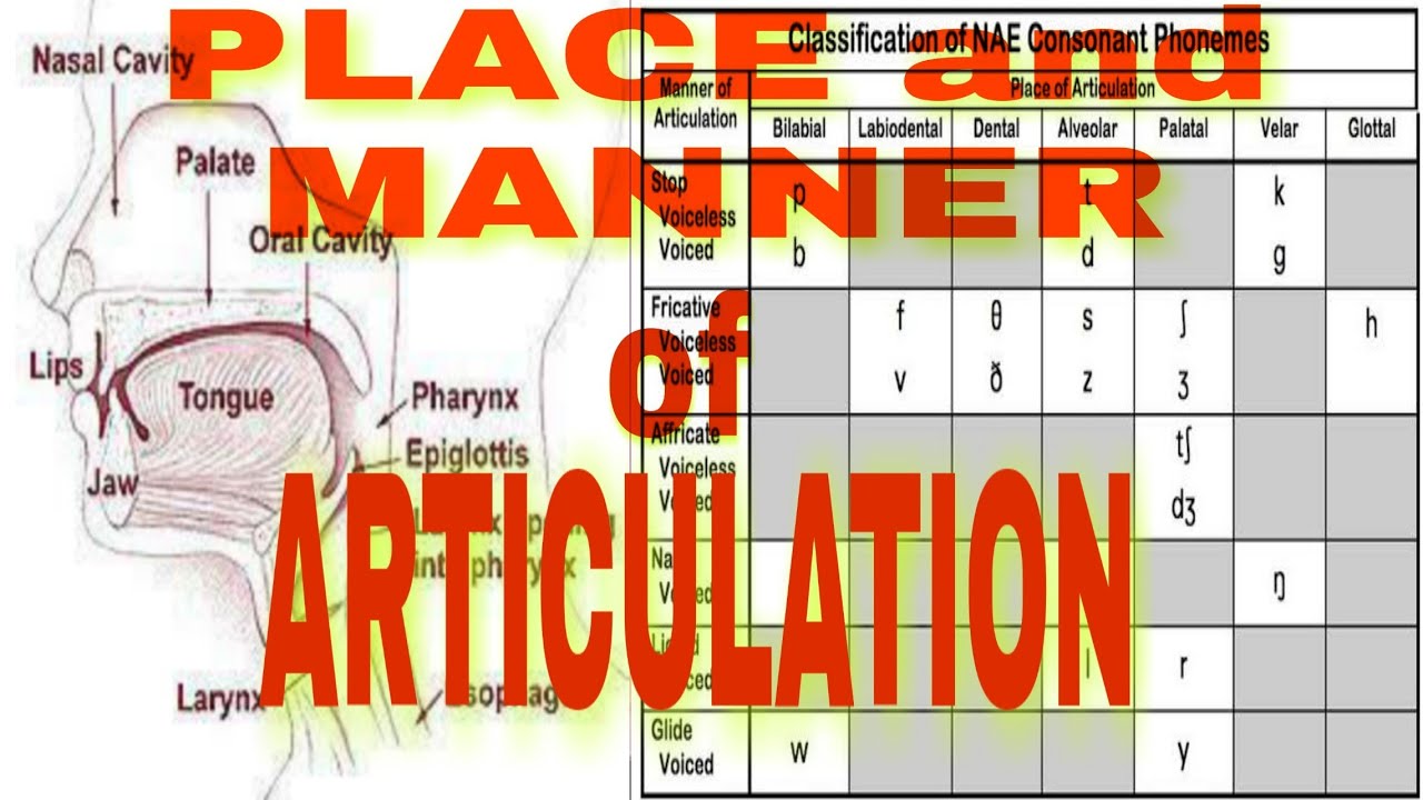 Placepoint And Manner Of Articulation English Linguistics Youtube