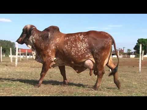 LOTE 5  EDIÇÃO ESPECIAL GIR LEITEIRO   ESTÂNCIA BELA VISTA   PMYG 57