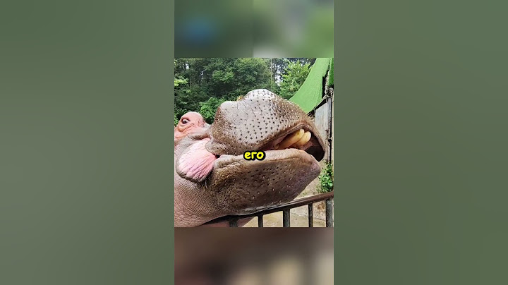 Этот бегемот знает что вредно держать обиду в себе...🦛