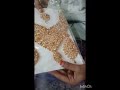 shadi ki shopping
