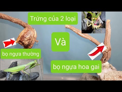 Video Phân biệt trứng của bọ ngựa hoa gai và bọ ngựa xanh - youtube
