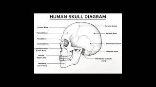 Human Skull Drawing Tutorial #Shorts Human Skull Drawing Tutorial #Shorts