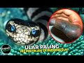 Lebih Berbisa Dari King Kobra! Inilah Ular Paling Mematikan Di Indonesia Yang Bikin Geger Warga
