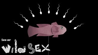 The Sneaky, Underwater Sex Life of the Goby Fish