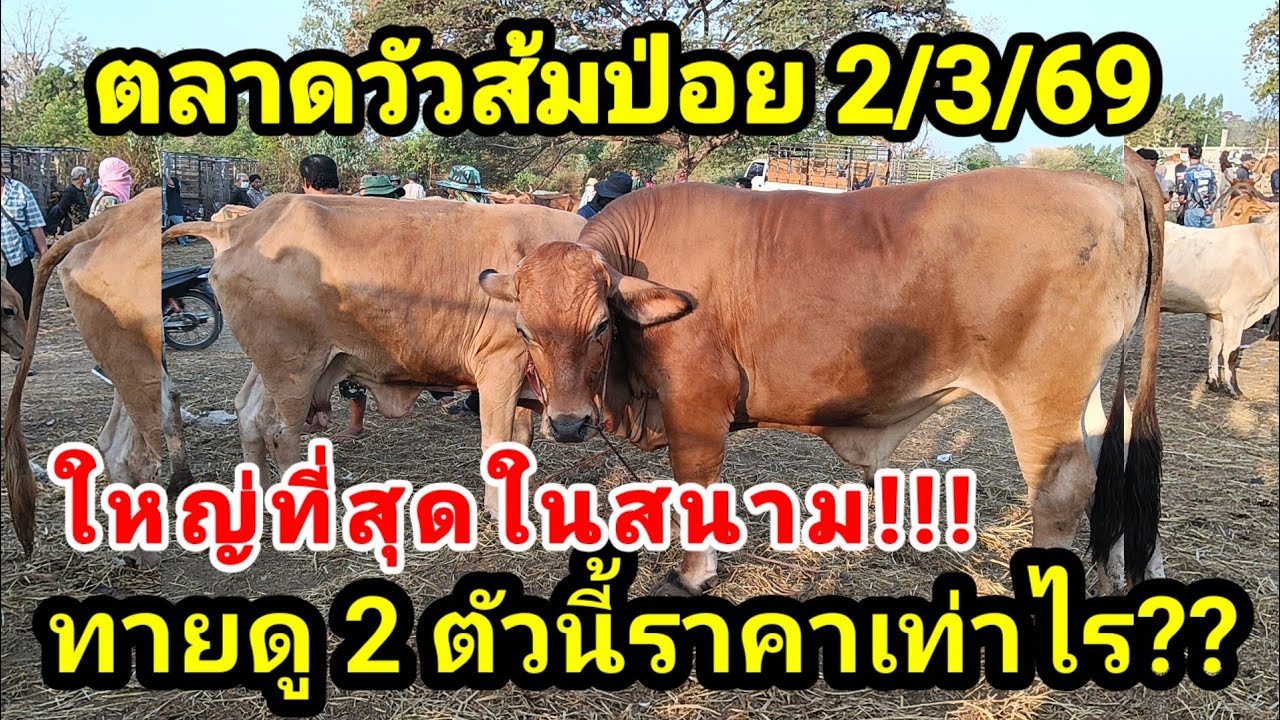 🔴ตลาดวัวส้มป่อย