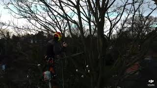 How to prune Sycamore trees 🌳