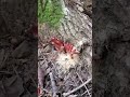 カカカカカカカカカカカカカカカカカカカカカカカカカカカカカカカエンタケ(>人<;)絶対に触ったらあかん。近づいたらあかん。