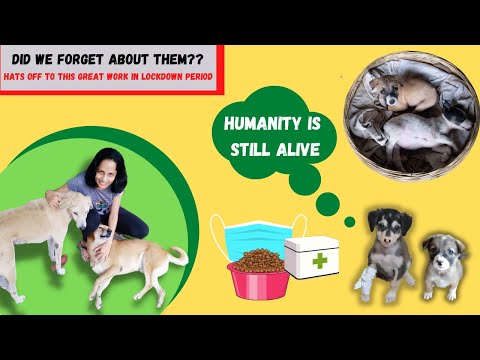 Animal Life matters | How to help Injured Pets during Lock-down | Inspire to Support lives