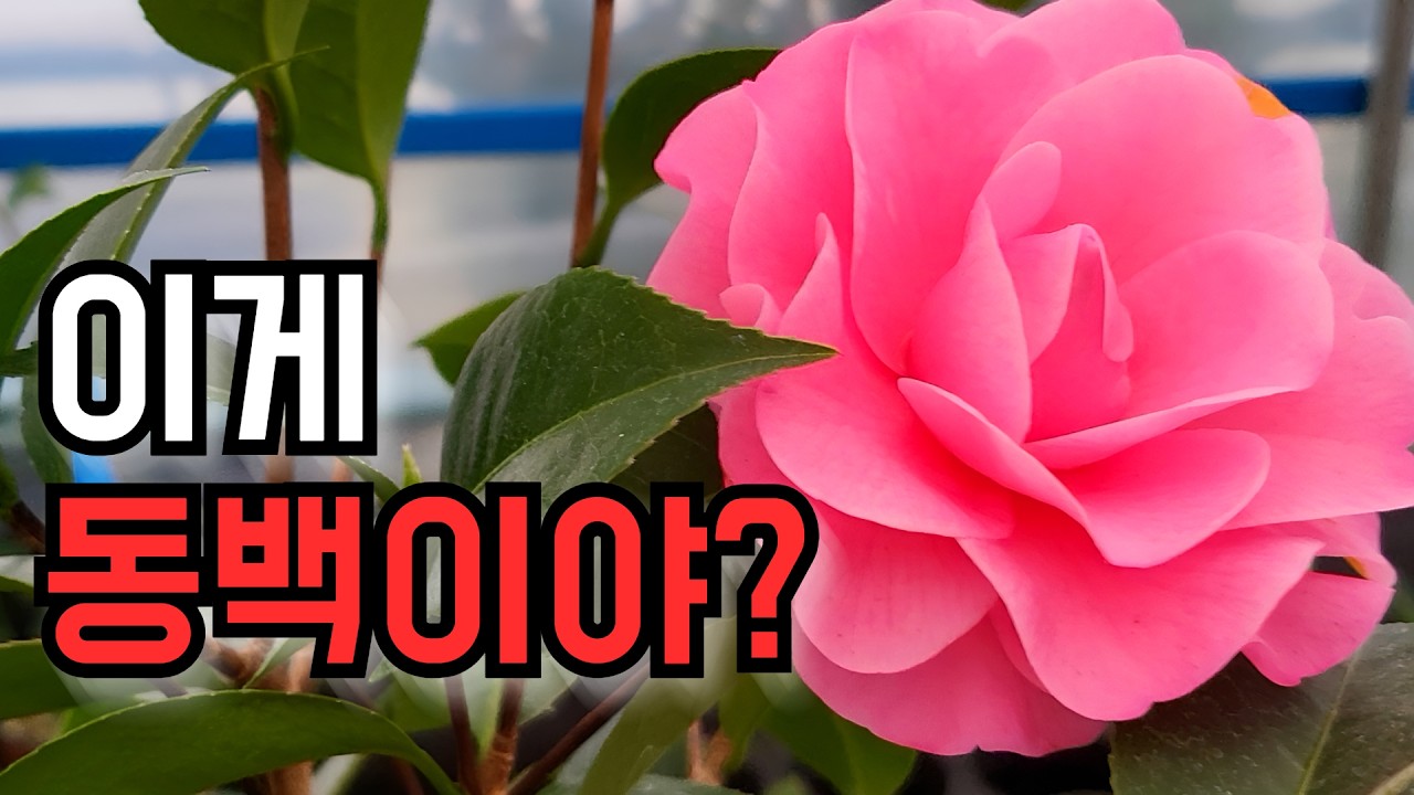 이게 다 동백입니다