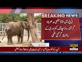 Elephant Madhubala in Critical Condition! Karachi Safari Park Faces Concern | Public News