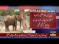 Elephant Madhubala in Critical Condition! Karachi Safari Park Faces Concern | Public News