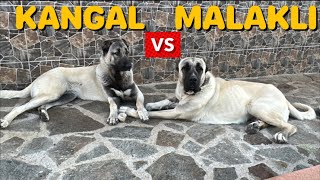 REİNANIN ANNESİ VURGUN HEM DÖVER HEM SEVER