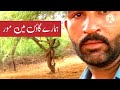مورکےگہومنےکااندز