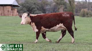Lot 418 WNAU136 Wirruna Dispersal Sale 2026