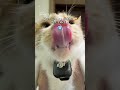 どの「ニャー」が本物?🐱📢 当ててみて👀 #djimic3 |猫動画