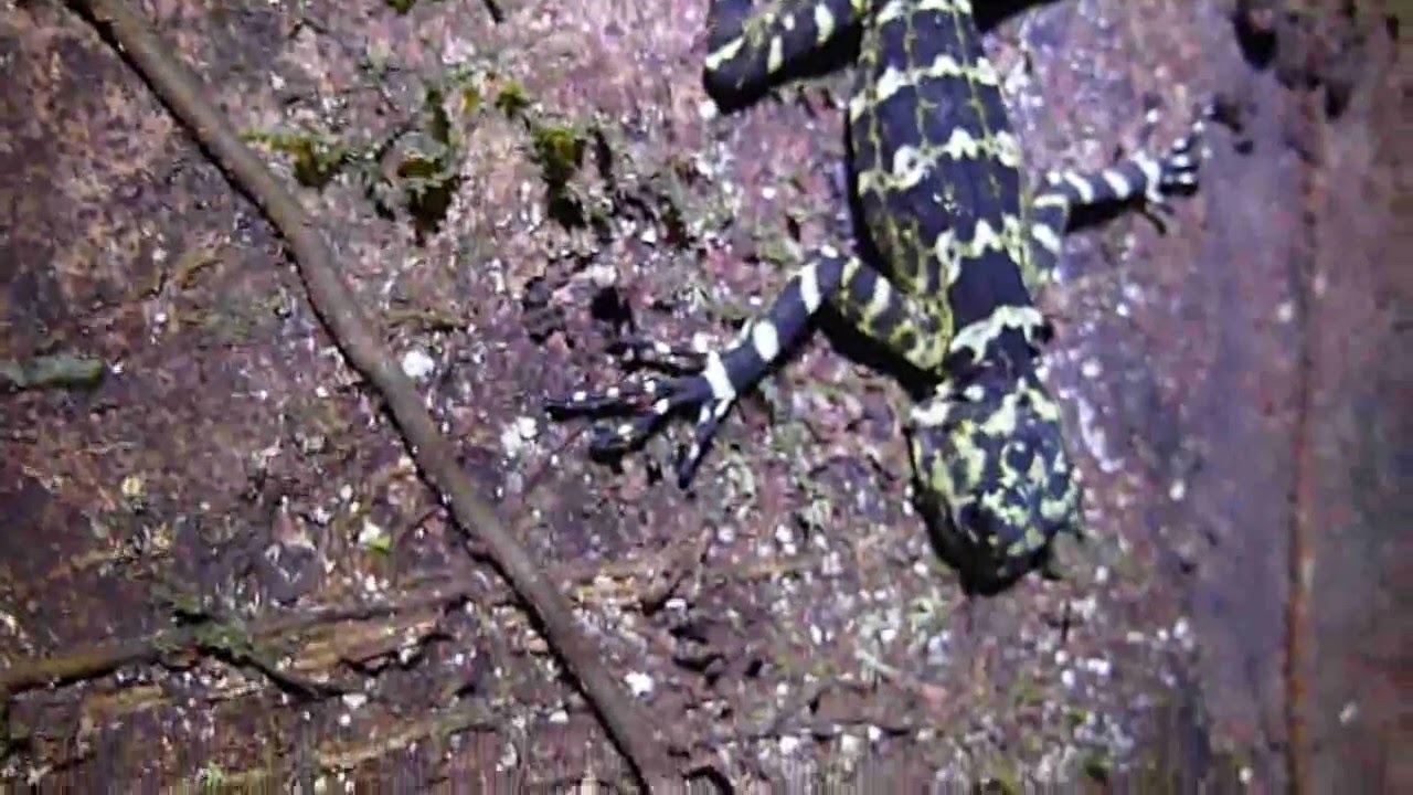 The Collared Tree Lizard (Plica plica) in the Yasuni YouTube