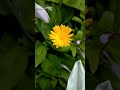 Ноготки и чернобривцы Ноготки и чернобривцы