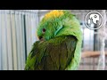 Why Parrots NEED 12 Hours of Sleep | Parrot Training Podcast Ep. 10