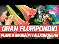 FLORIPONDIO, BRUGMANSIA BORRACHERO: PLANTA ALUCINÓGENA SAGRADA Y MEDICINAL Medicina prehispánica.