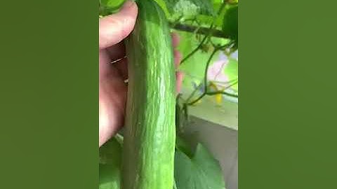 Cucumber care with kitchen garbage