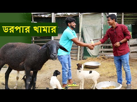 ভিডিও: নতুন বছরের সালাদ 