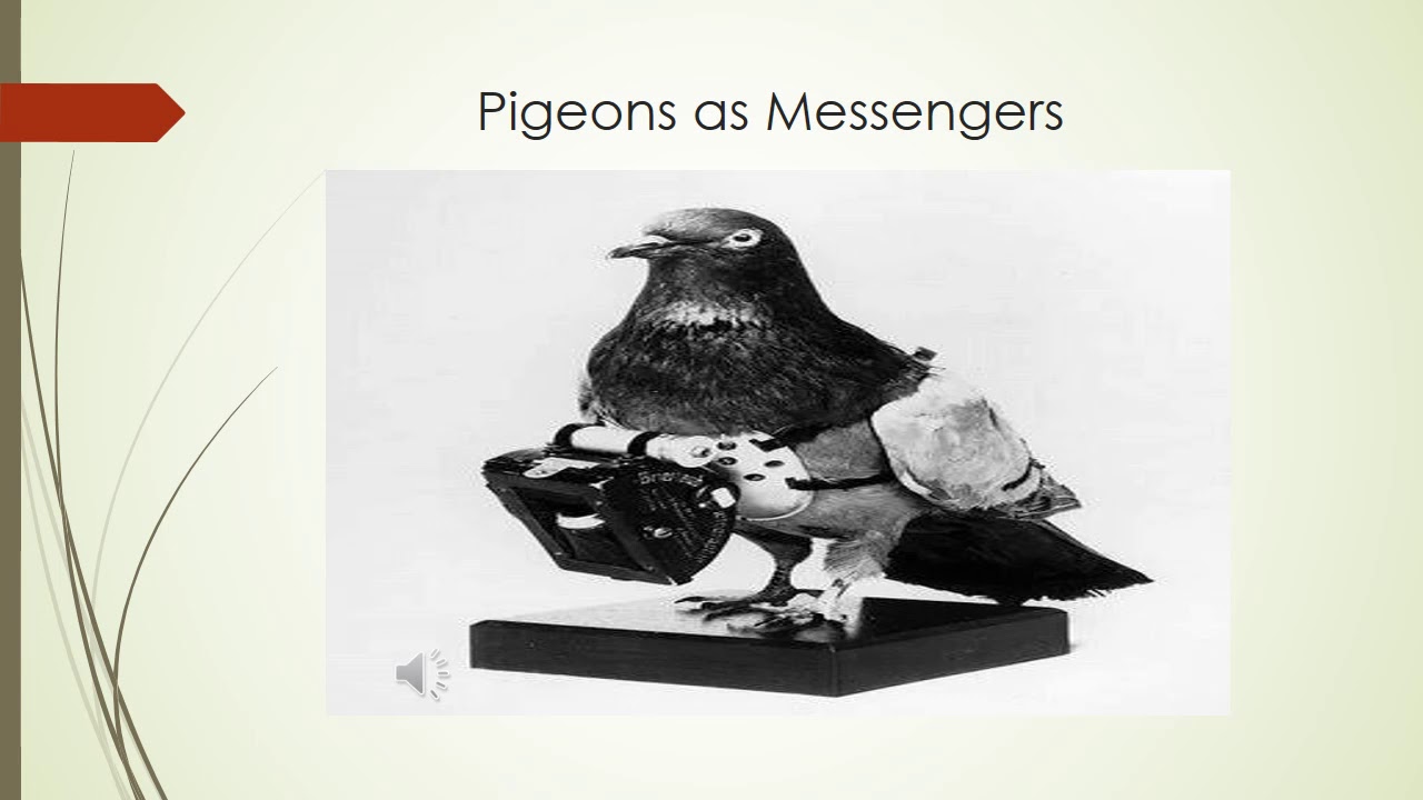 Evolution Of Communication