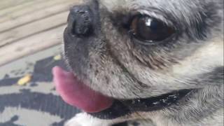Roxy the Pug... Pant and Snort