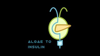 Algae to Insulin URC presentation 2021 @UC Davis
