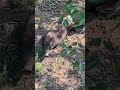 柿畑を荒らすイノシシを捕獲！