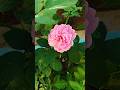 #flowers #garden