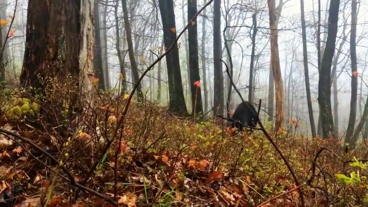 Нападение лесу. Лес мужество. Медведь уходит в лес. Встреча с медведем в лесу приколы.