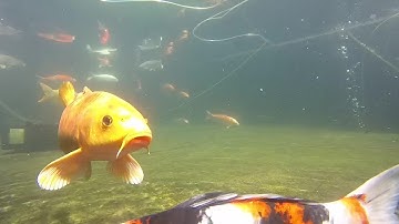 13-15" Japanese Koi at Uncle Neds Fish Factory July 2020