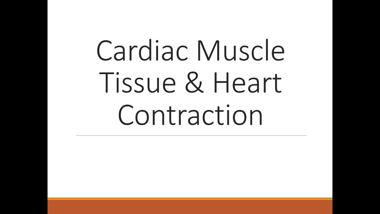 Cardiac Muscle & Heart Contraction - YouTube