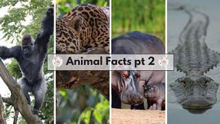 Animal facts book pt 2